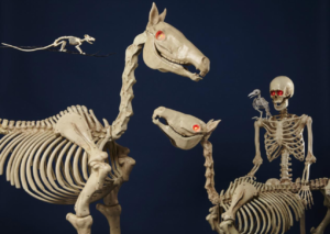 Halloween Skeletons May Not Be Anatomically Correct - Rocky Mountain Brain  and Spine Institute