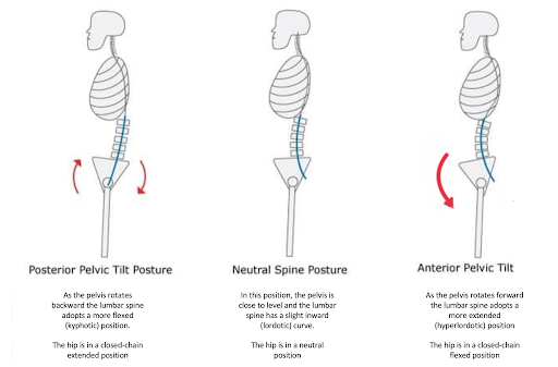 spine hip 